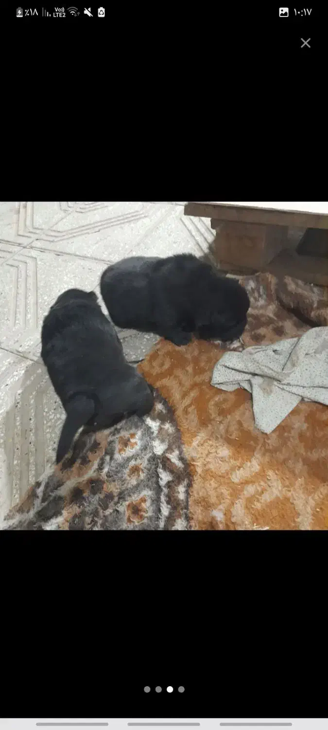 توله چاو چاو|سگ|پردیس, فاز ۶|دیوار