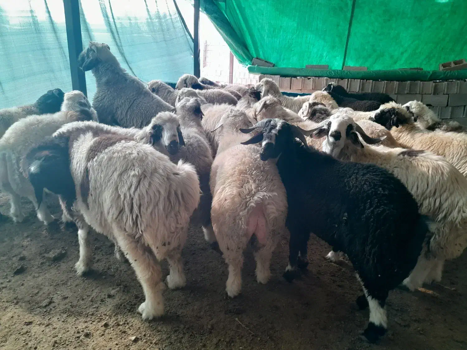 بره نر|حیوانات مزرعه|شیراز, دست خضر|دیوار