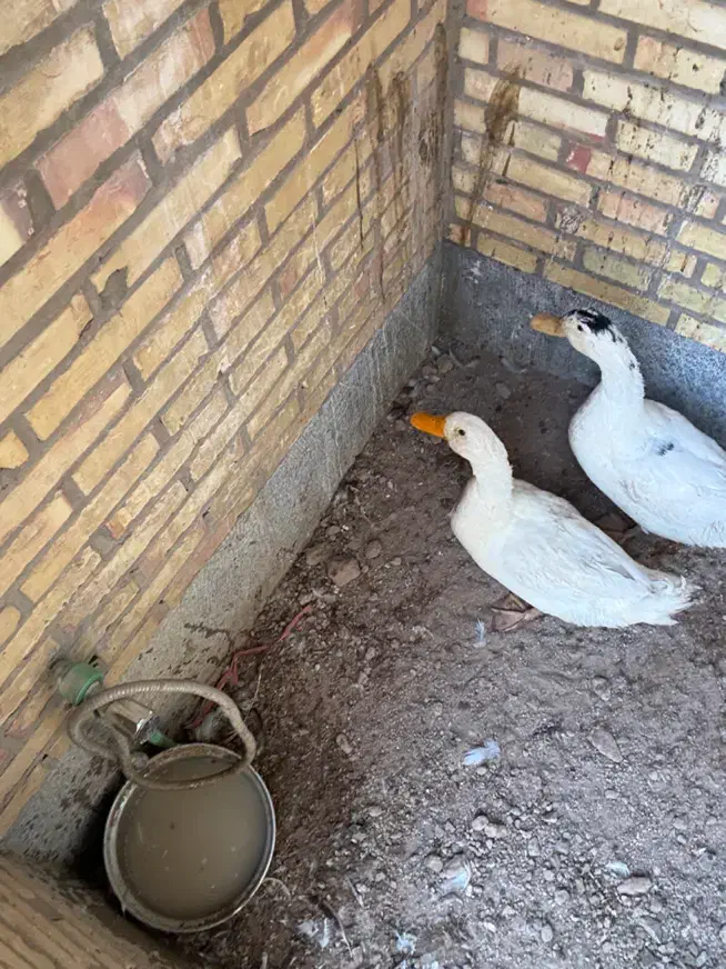 اردک|حیوانات مزرعه|یزد, |دیوار