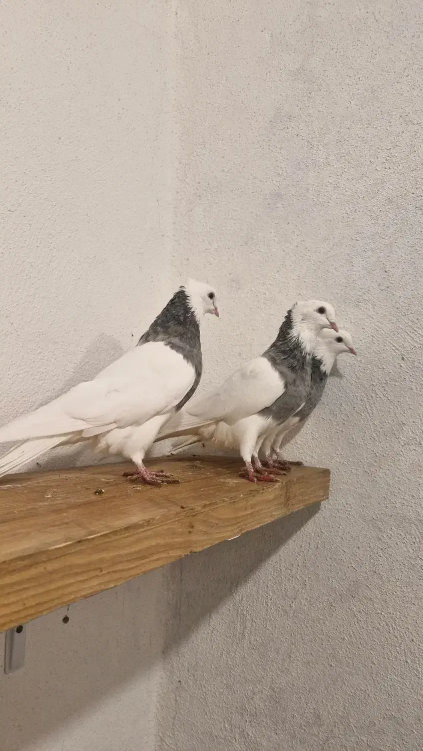 طوقی دونه ای هفتصد|پرنده|یاسوج, |دیوار