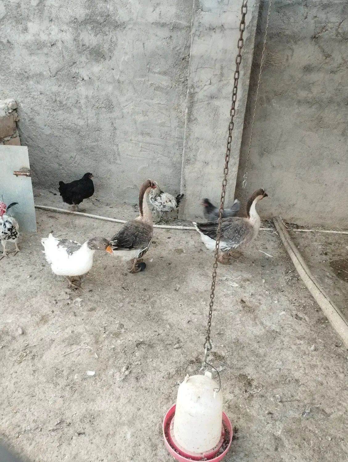 غاز اکراینی نر و ماده بومی|حیوانات مزرعه|شهرکرد, |دیوار