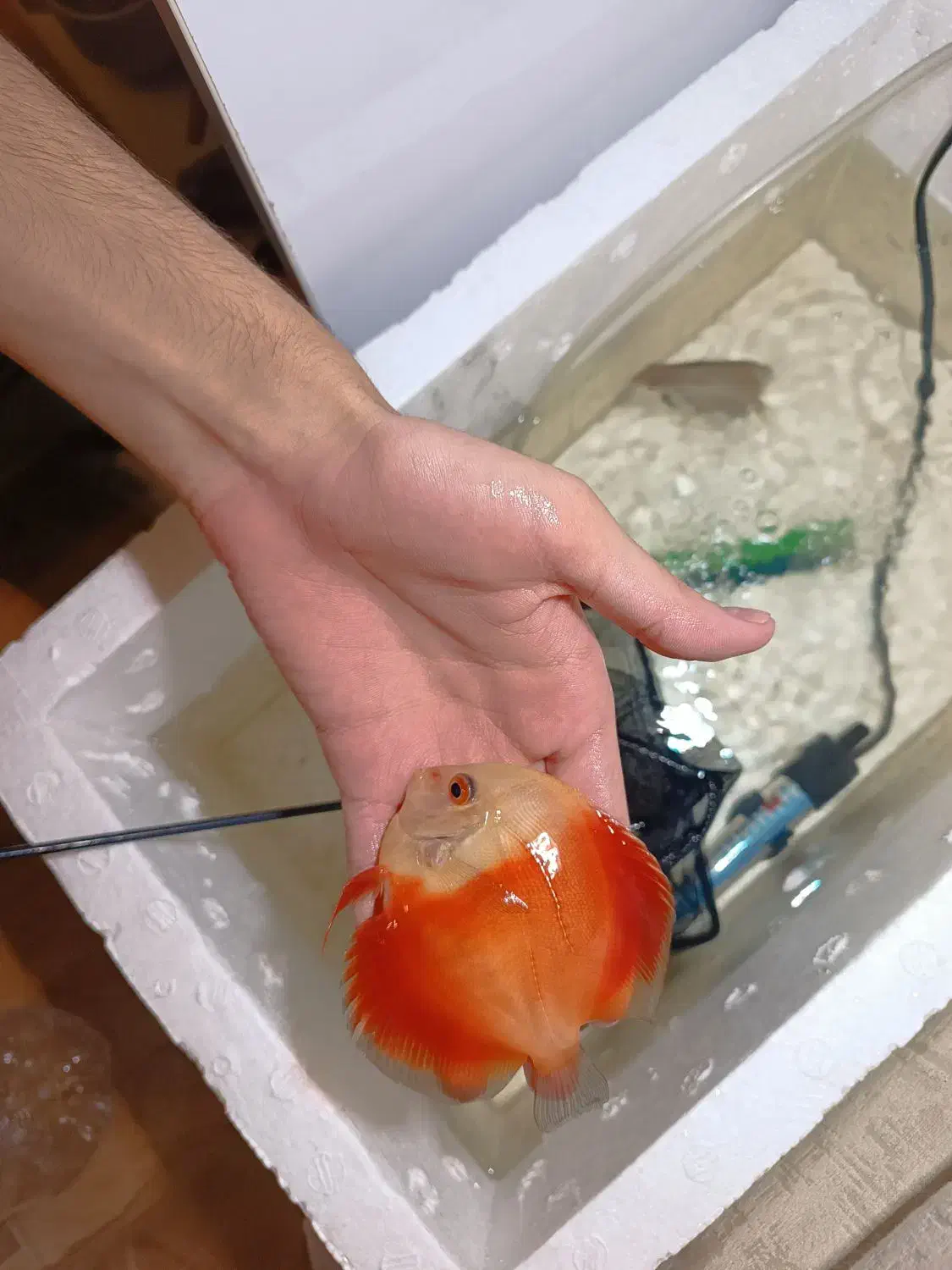 ماهی دیسکس|ماهی|اردبیل, |دیوار