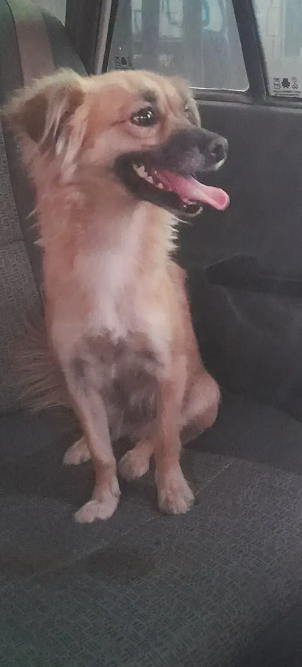 سگ پامر|سگ|زرند, |دیوار