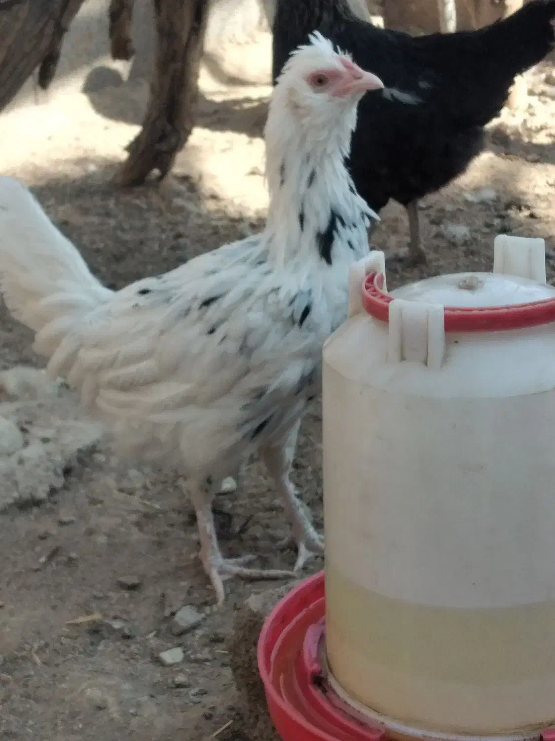 تخم مرغ نطفه دار|حیوانات مزرعه|پاکدشت, پارچین|دیوار