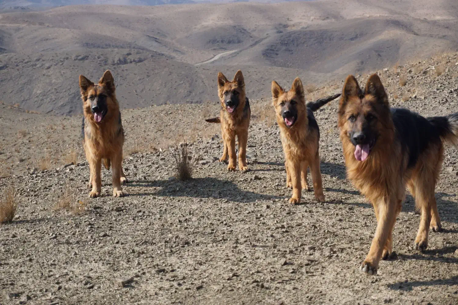 واگذاری سگ ژرمن اصلیل|سگ|اصفهان, جلفا|دیوار