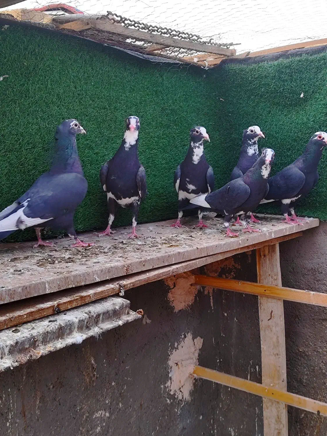 پلنگ کاکلی|حیوانات|یزد, |دیوار