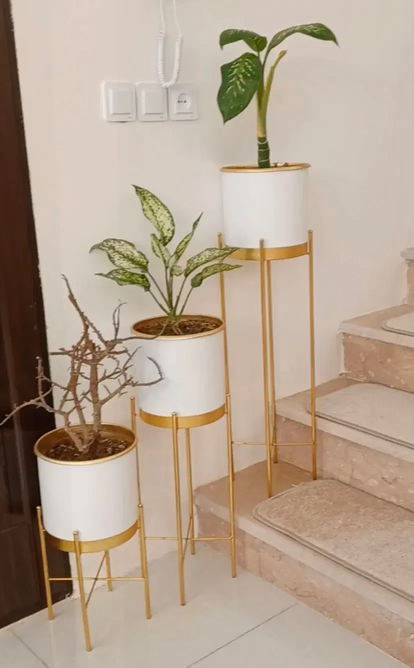 گلدون‌پایه‌‌دارطلایی‌|گل و گیاه طبیعی|خوی, |دیوار