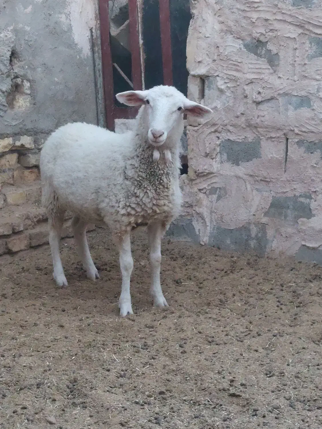 بره لاکن ماده بافق|حیوانات مزرعه|یزد, |دیوار