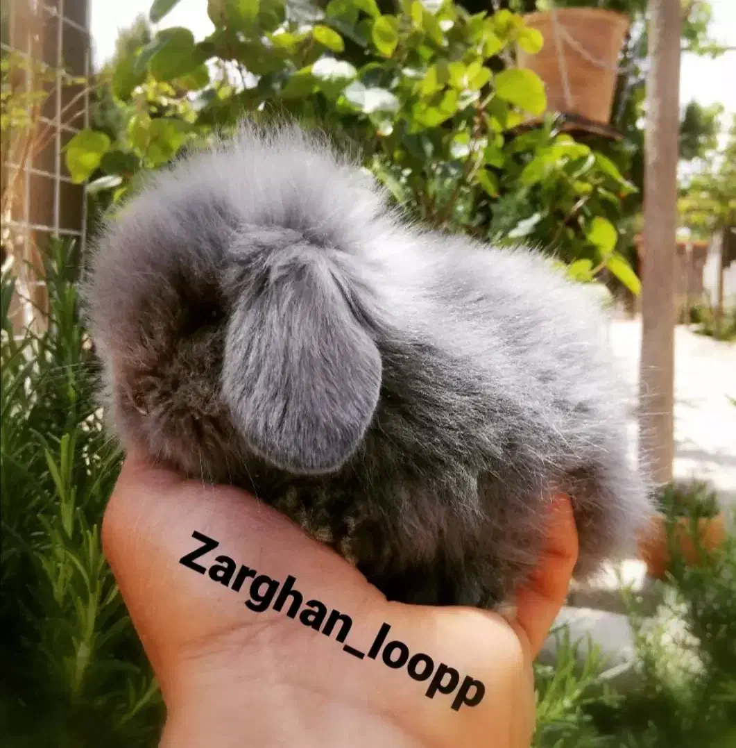 خرگوش لوپ ترکیش (زرقان)|موش و خرگوش|شیراز, کاراندیش|دیوار