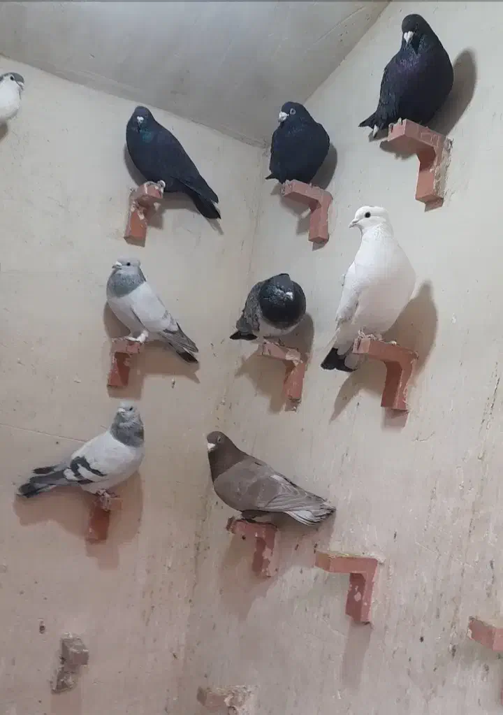 کفتر سوراخ|پرنده|کرمان, |دیوار