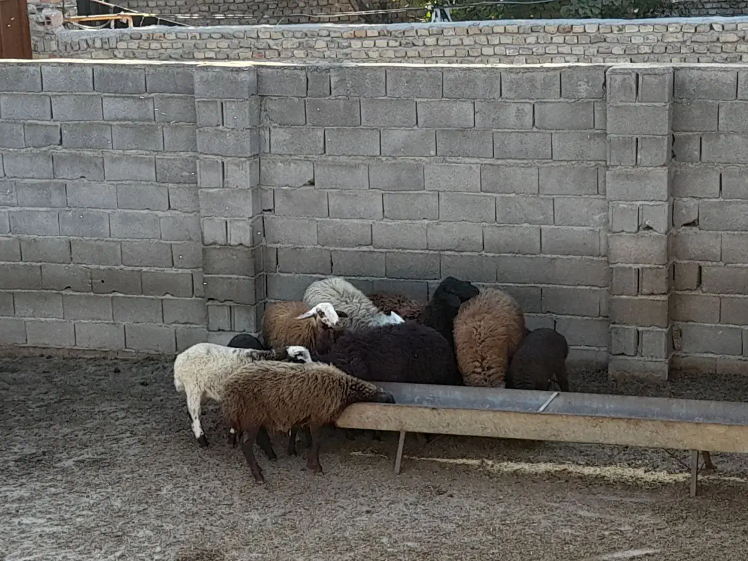 ۶ راس نر بره|حیوانات مزرعه|خان ببین, |دیوار