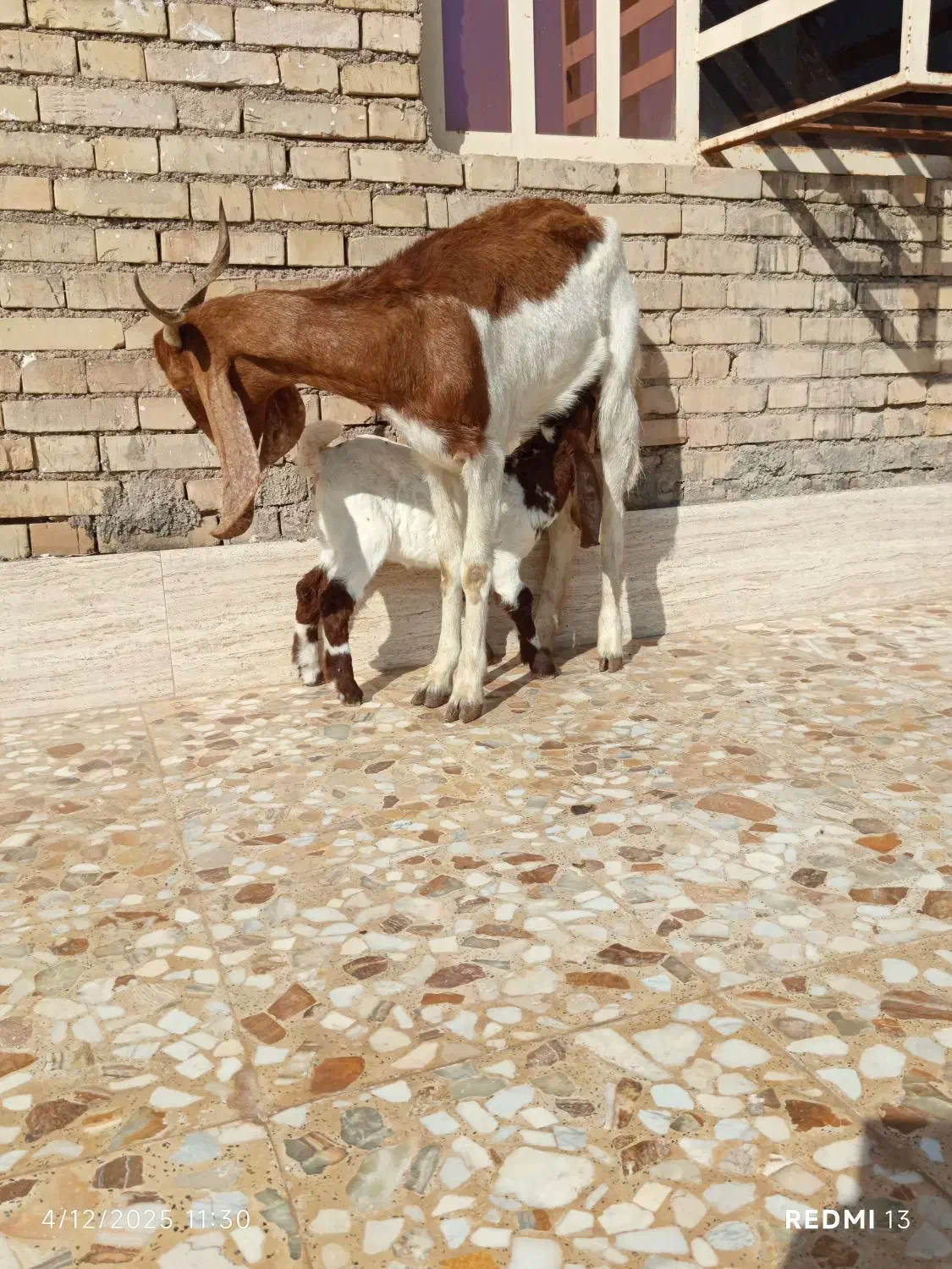 بز مطفل|حیوانات مزرعه|اهواز, کمپلو شمالی|دیوار