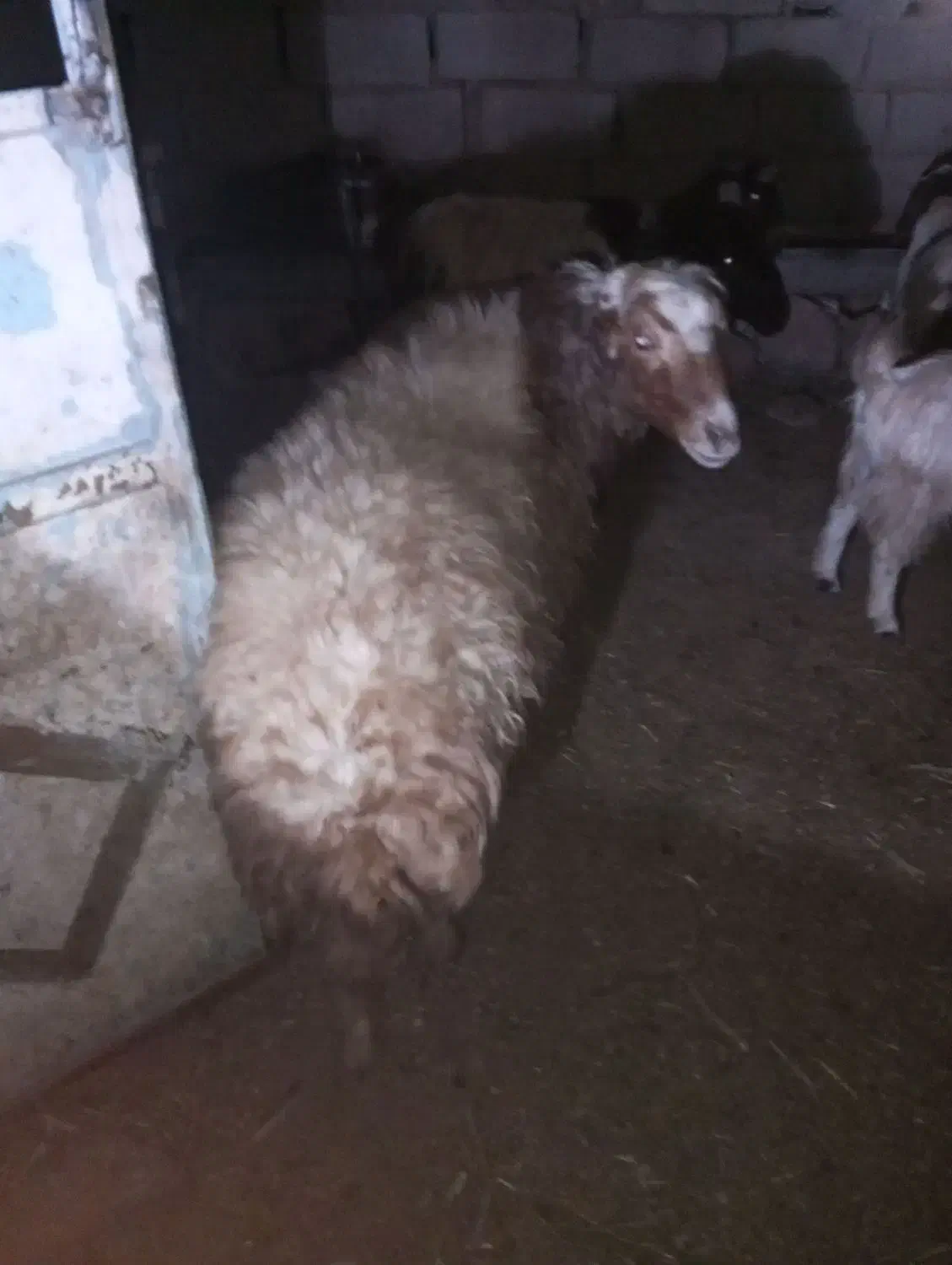 قوچ دو رگه|حیوانات مزرعه|سبزوار, رباط|دیوار