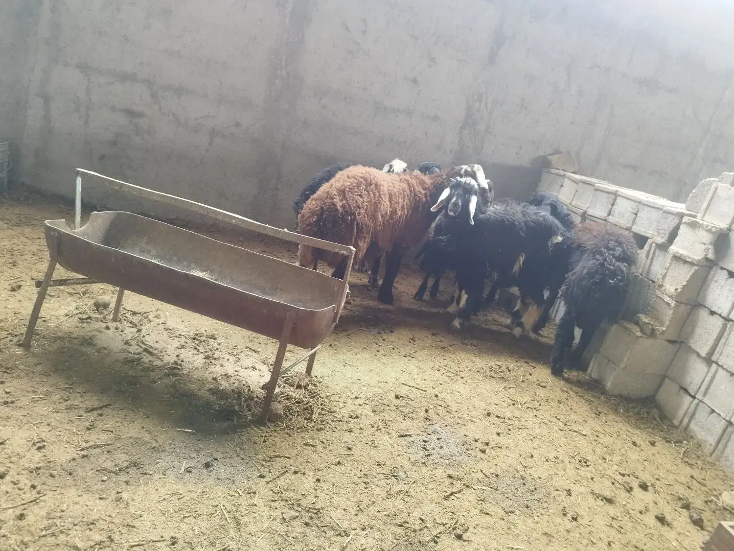 بره میش گوسفند|حیوانات مزرعه|نجف‌آباد, حومه نجف آباد|دیوار