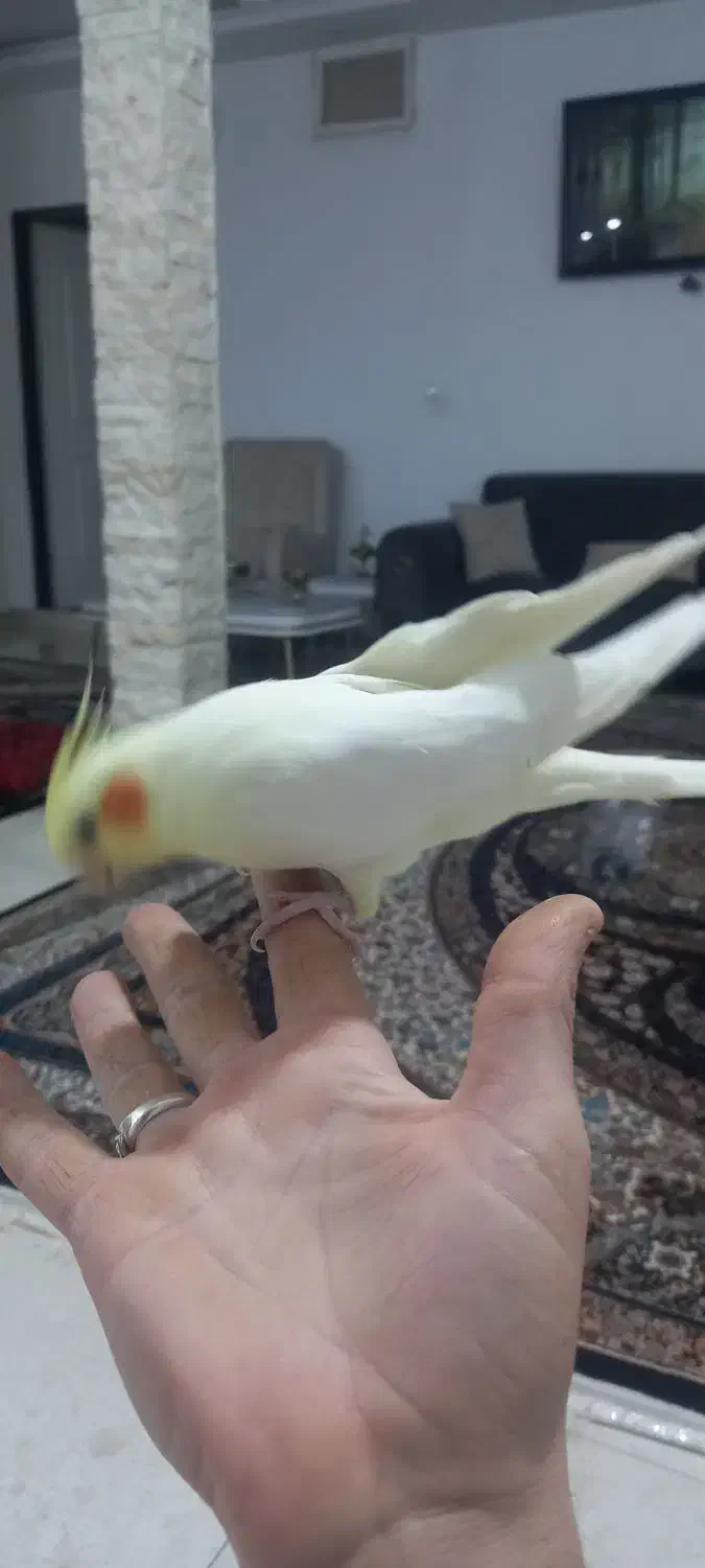 ماده اماده پنچ تخم|پرنده|شهریار, بکه|دیوار