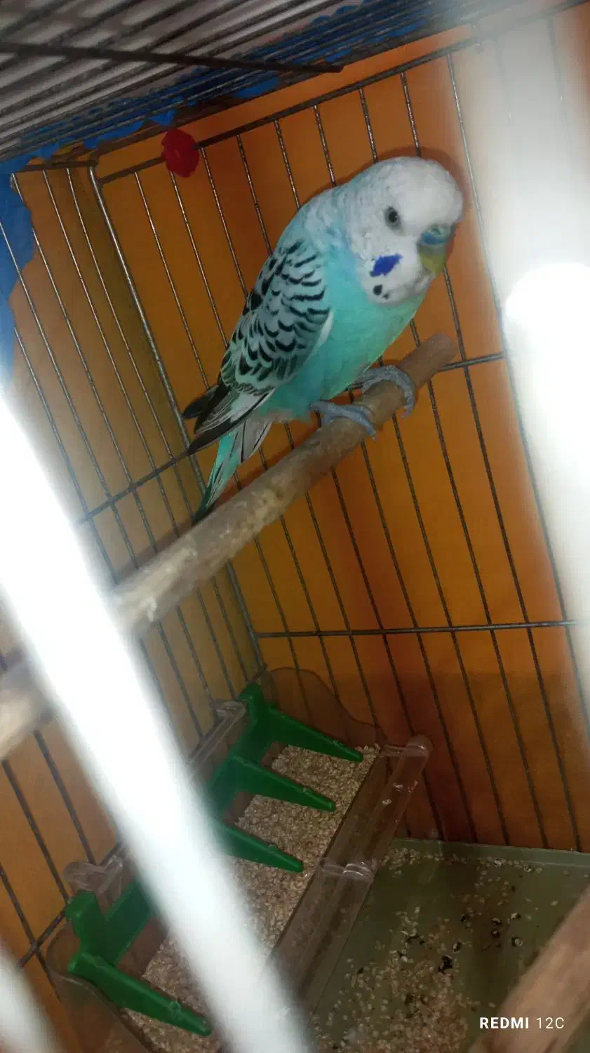 یه عدد مرغ عشق نر مولد مست به شرط|پرنده|قدس, شهر‌قدس|دیوار