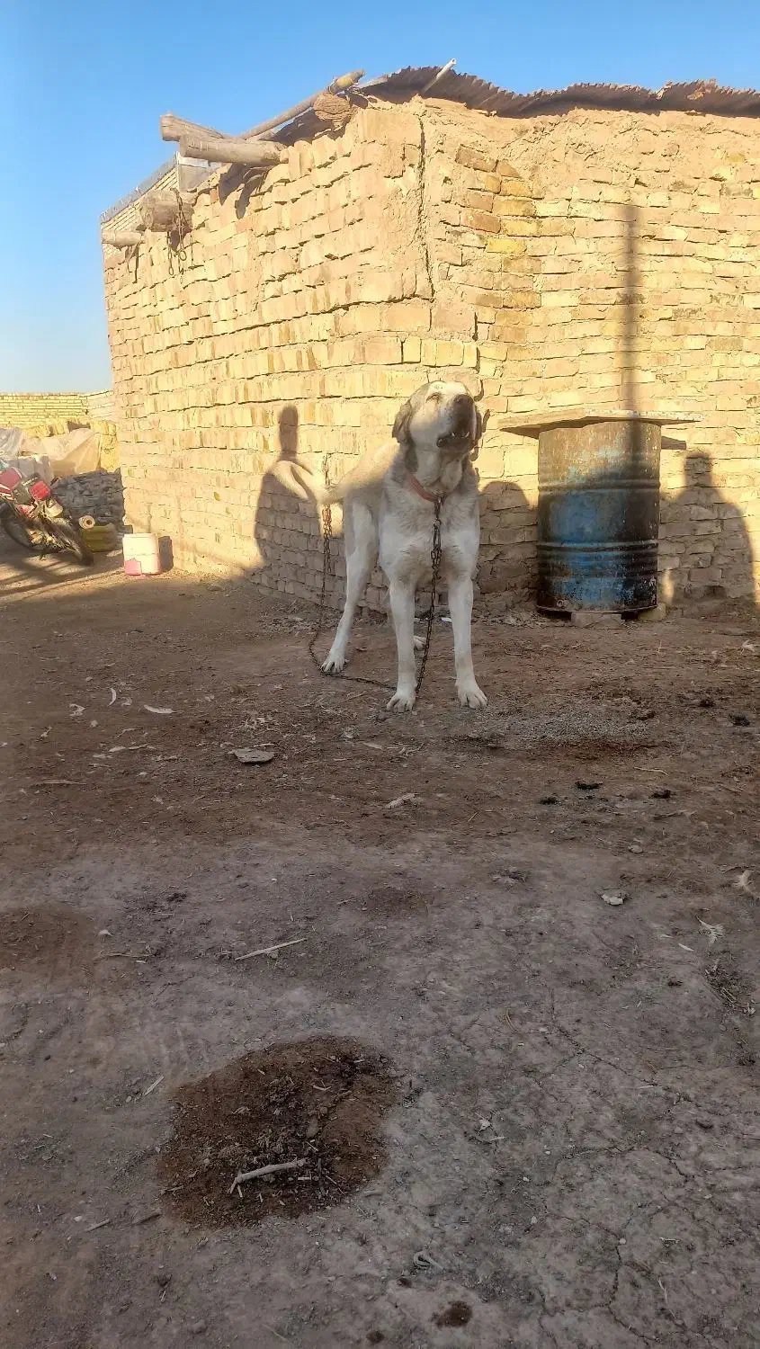 سگ عراقی|سگ|اسفرورین, |دیوار