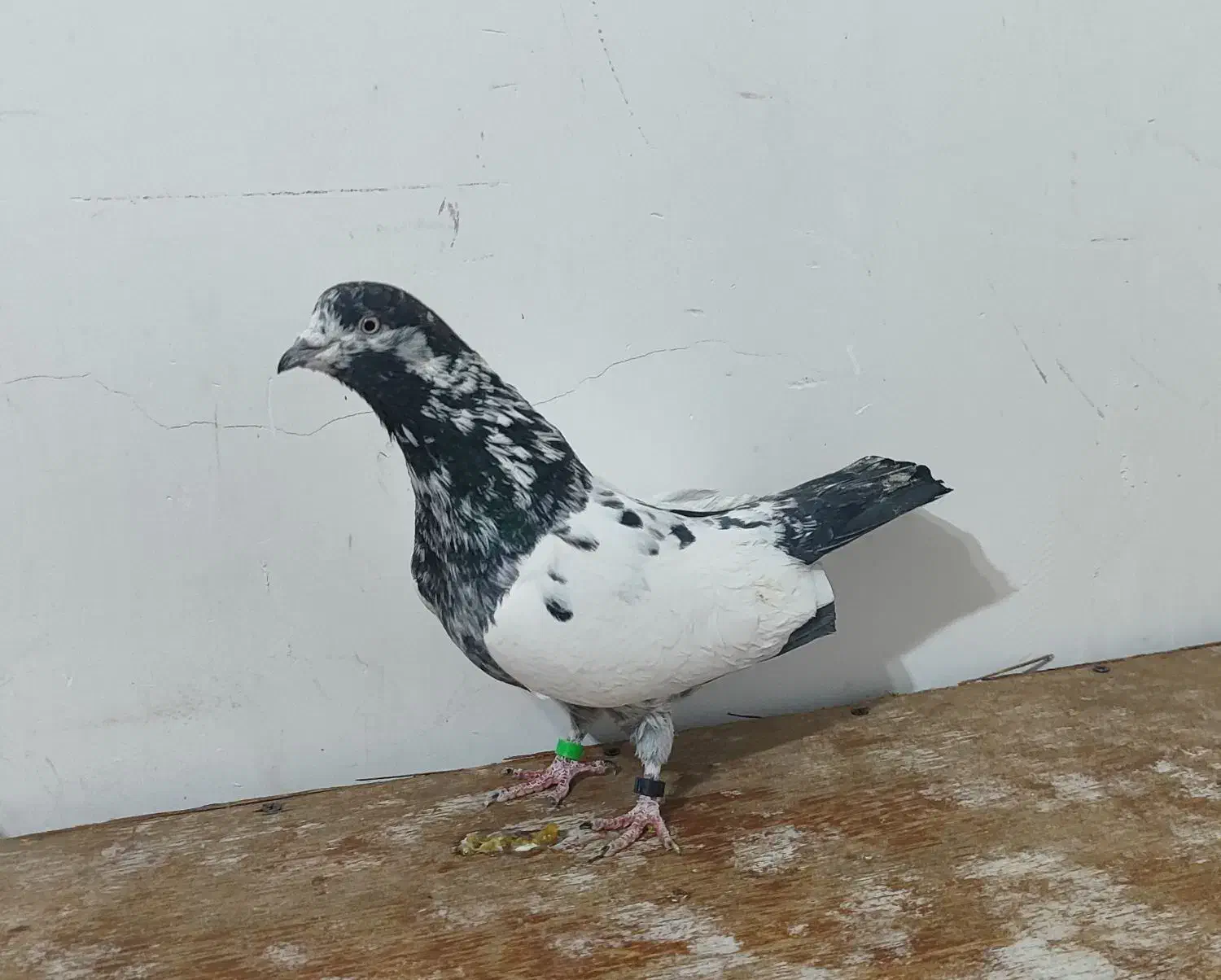 کبوتر پرشی|پرنده|آستانه اشرفیه, |دیوار