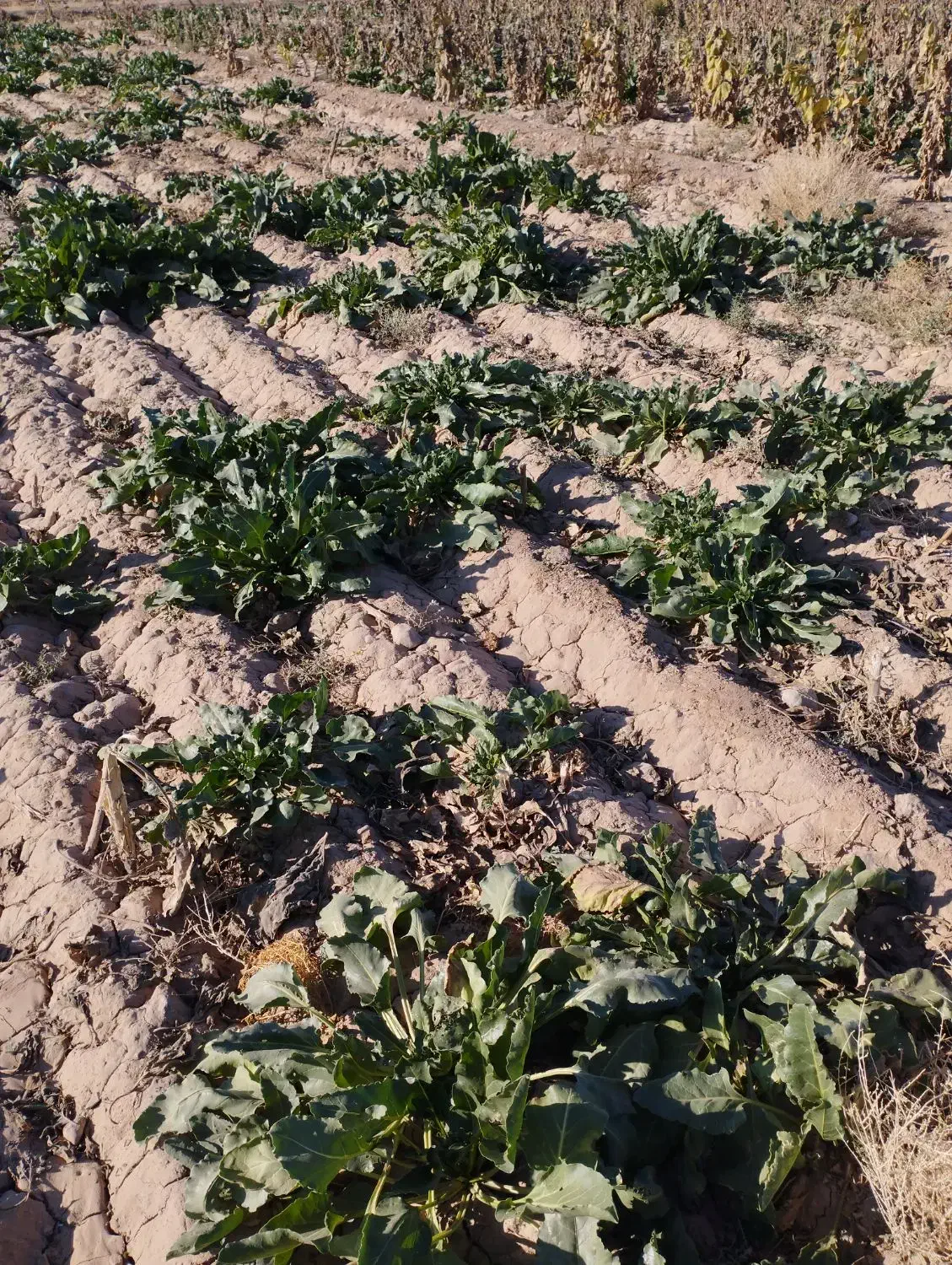 جارو محلی|گل و گیاه طبیعی|سده (خراسان جنوبی), |دیوار