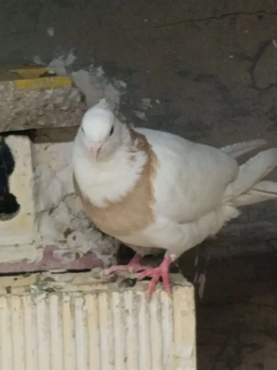 طوقی آجری ماده|پرنده|رامشیر, |دیوار