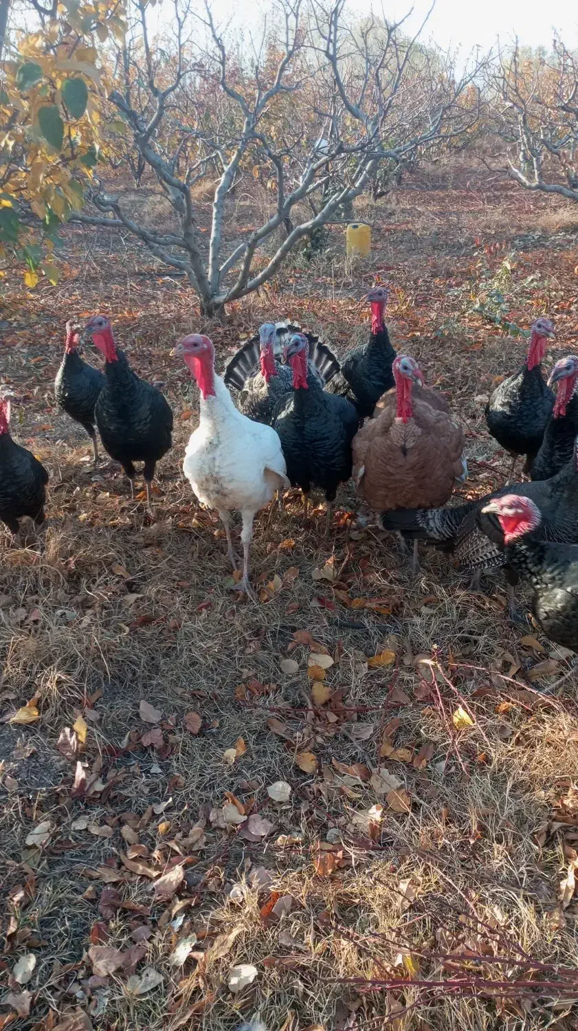 بوقلمون|حیوانات مزرعه|مشگین شهر, |دیوار