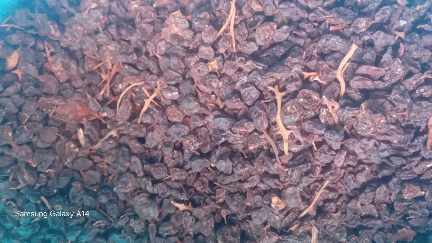 مویز وکشمش بیضا|عمده‌فروشی|بیضا, |دیوار