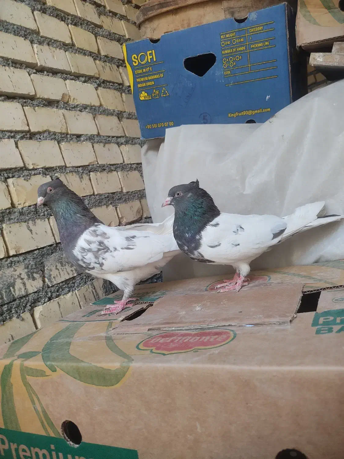 ماده سینه ای و کله ای|پرنده|بهبهان, |دیوار