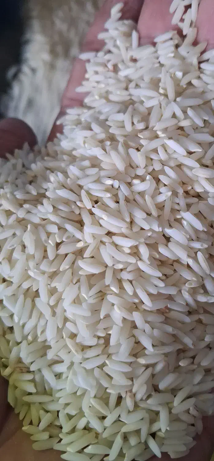 برنج محلی سالم بوجاری شده درروستا|عمده‌فروشی|دورود, |دیوار