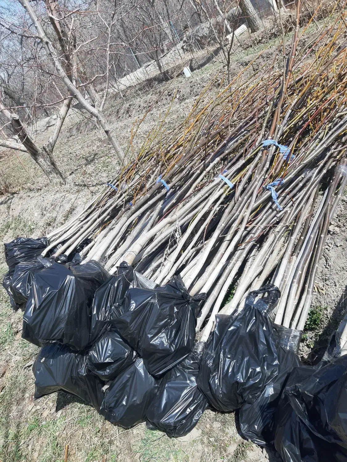 نهال گردو کاغذی ۴ ساله قیمت ۱۲۰ هزار تومان|خدمات باغبانی و درختکاری|صوفیان, |دیوار