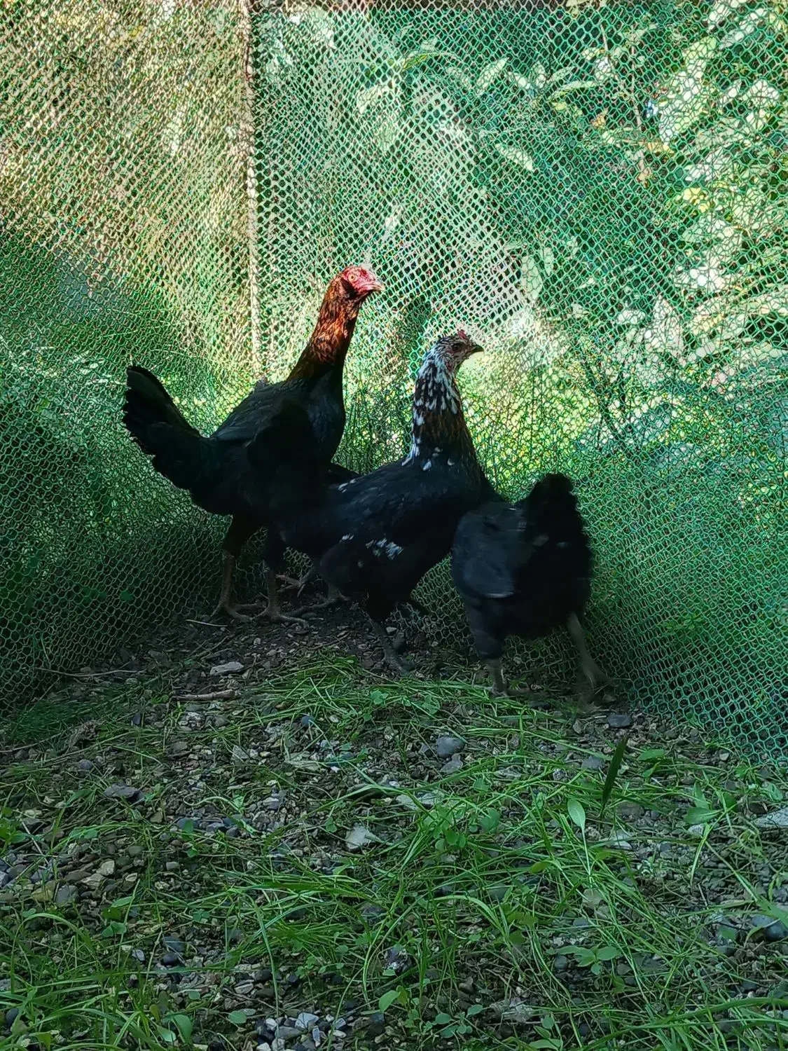 مرغ دورگ لاری دم تخم|حیوانات مزرعه|تنکابن, |دیوار