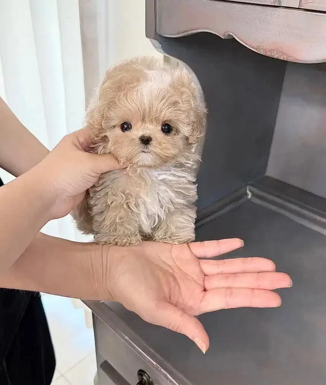 توله شیتزو سوپر فلت|سگ|شیراز, دروازه قران|دیوار