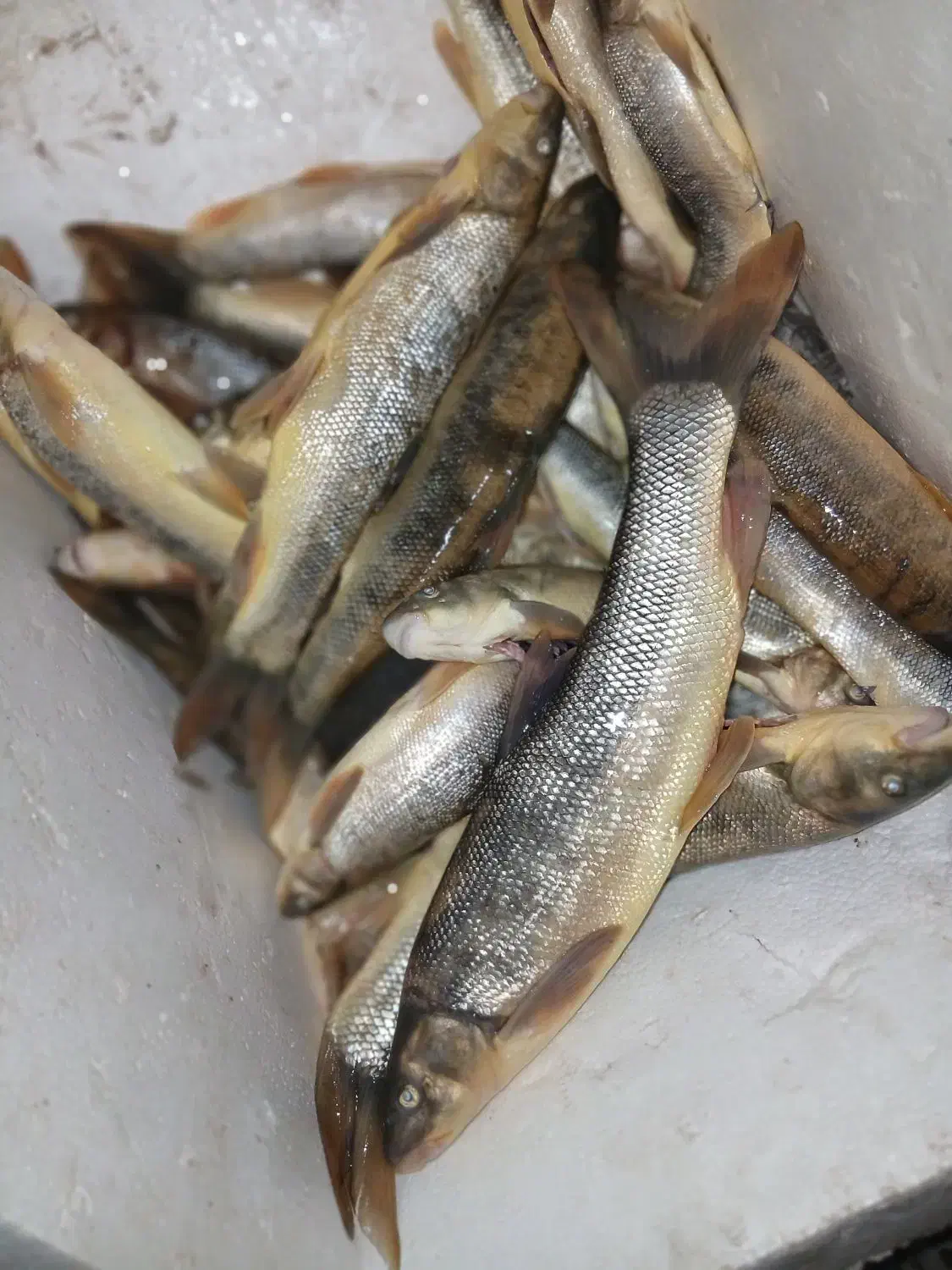 ماهی پاک کرده|ماهی|خرم‌آباد, |دیوار