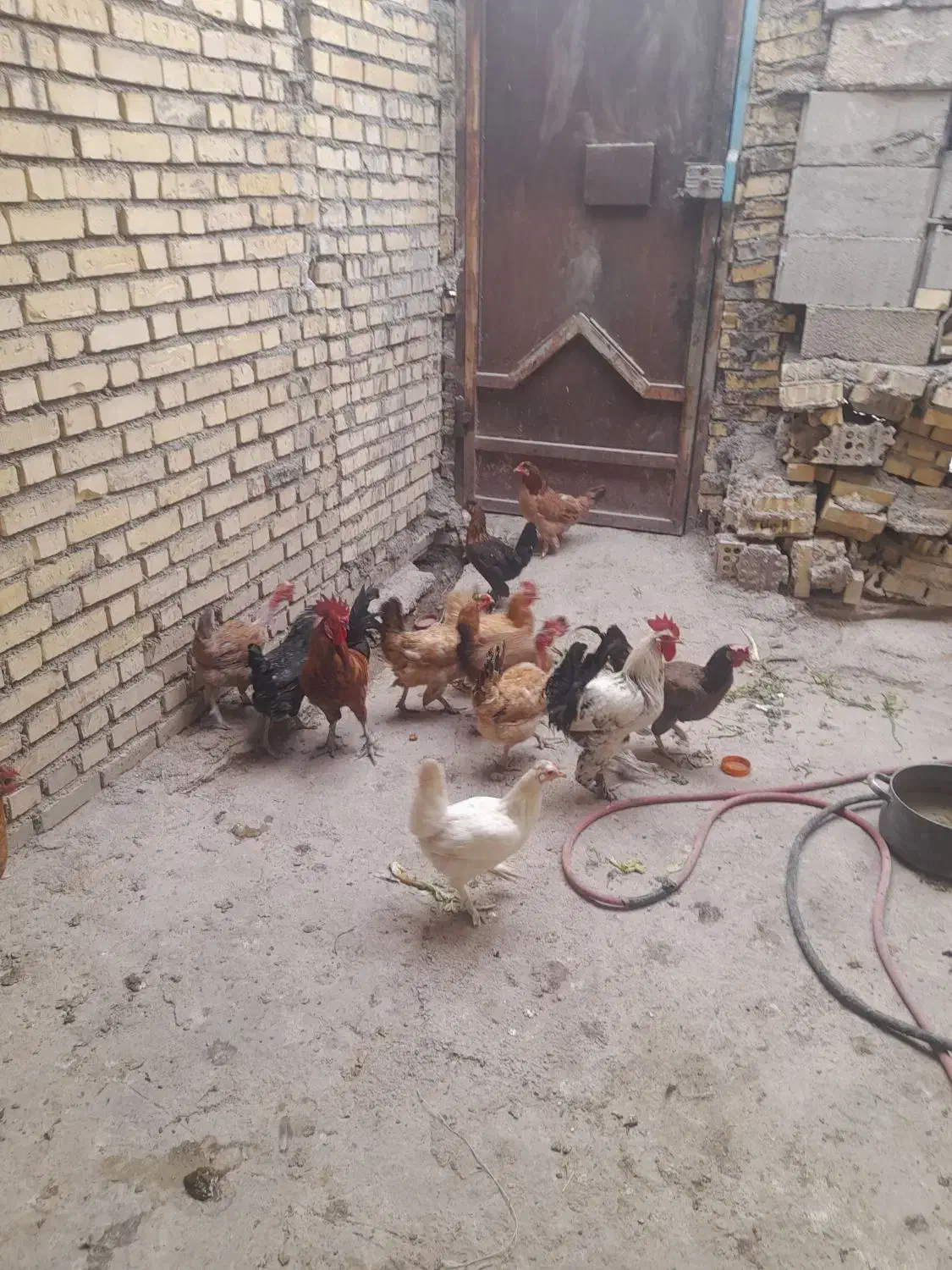 ۱۴ عدد مرغ خروس محلی اصل جوان|حیوانات مزرعه|بهبهان, |دیوار