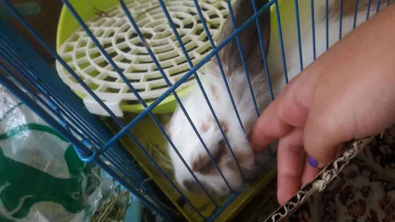 خرگوش گمشده|حیوانات|دورود, |دیوار