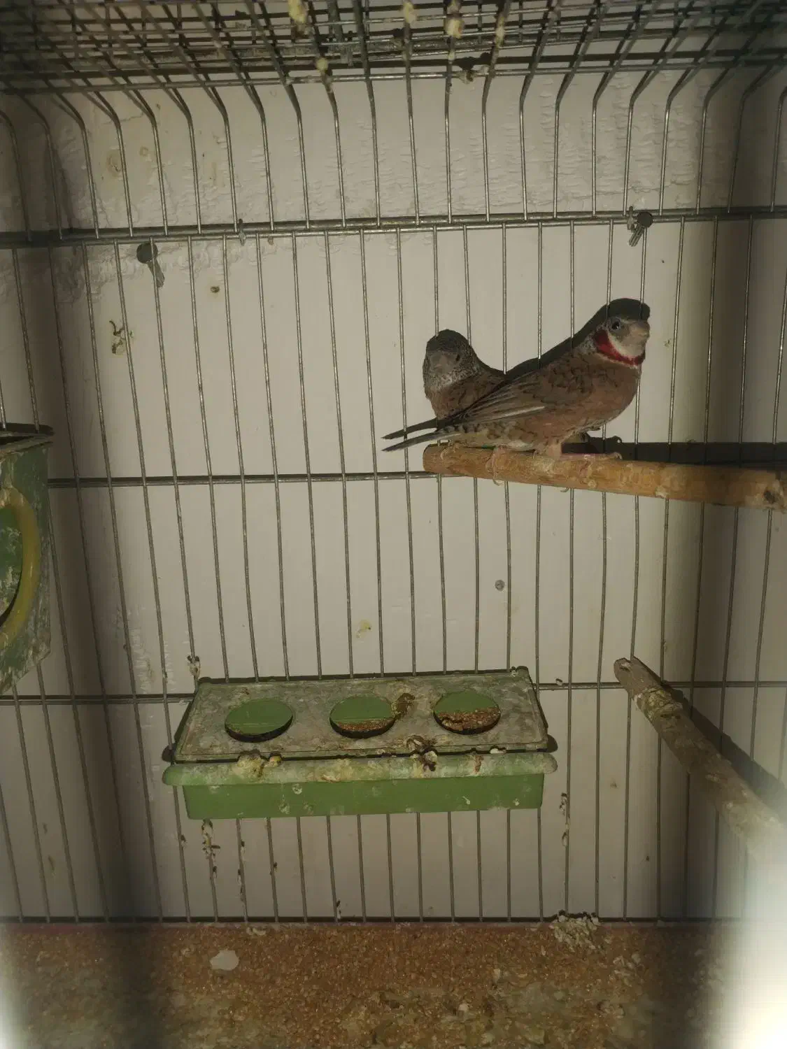 فنچ شکلات|پرنده|اشکنان, |دیوار