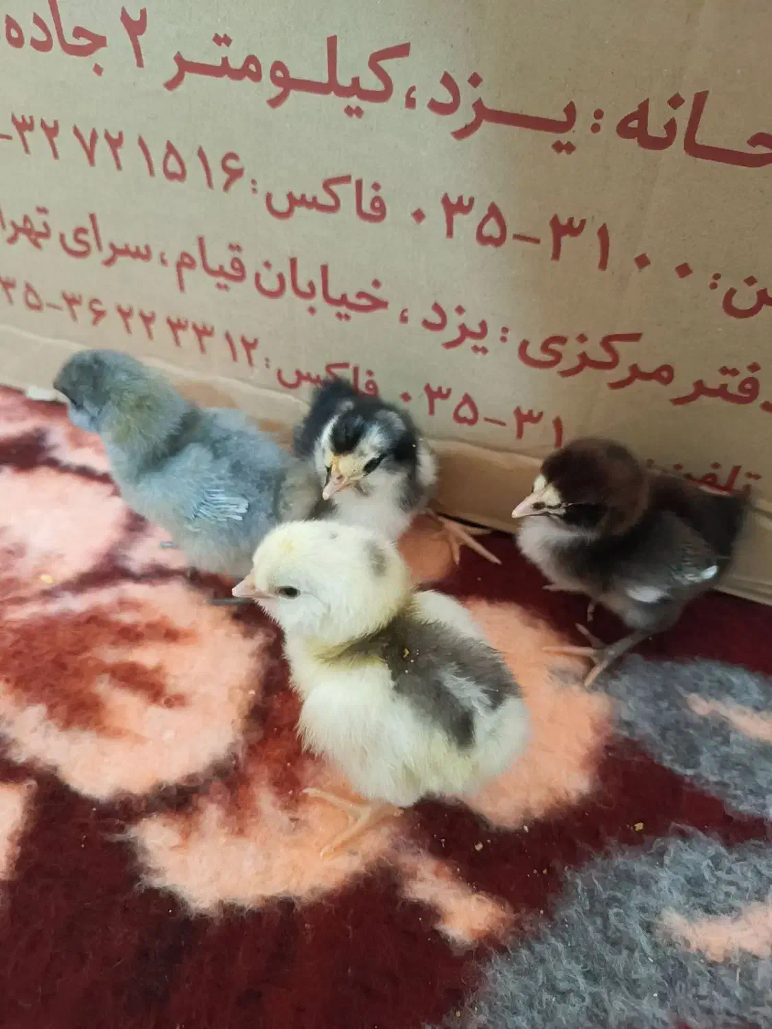 جوجه گلین و پولند|حیوانات مزرعه|همدان, |دیوار