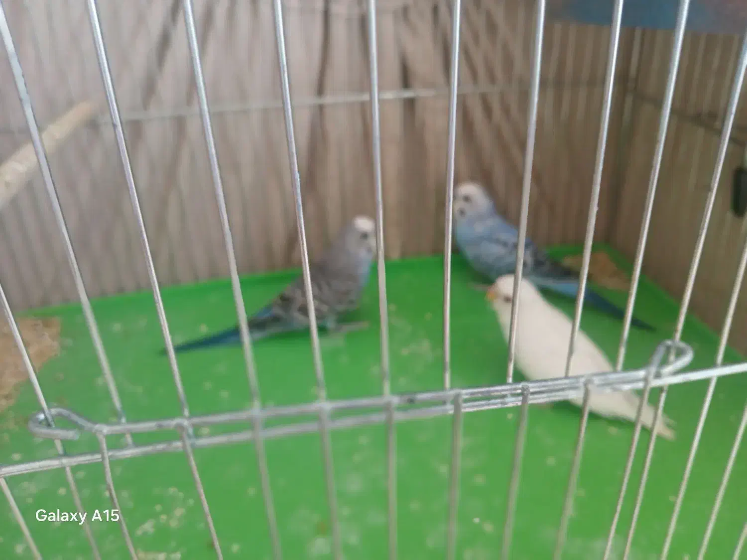 مرغ عشق به شرط بالغ|پرنده|ایذه, |دیوار