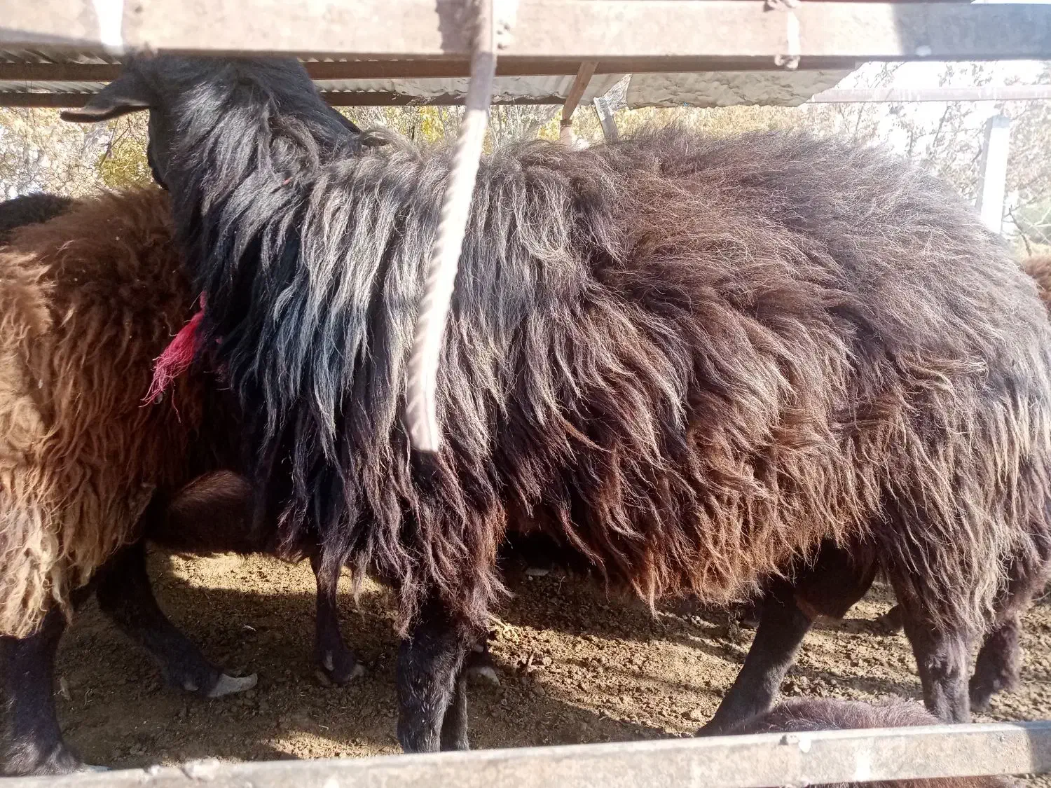 قوچ دامازلیخ|حیوانات مزرعه|بناب, |دیوار