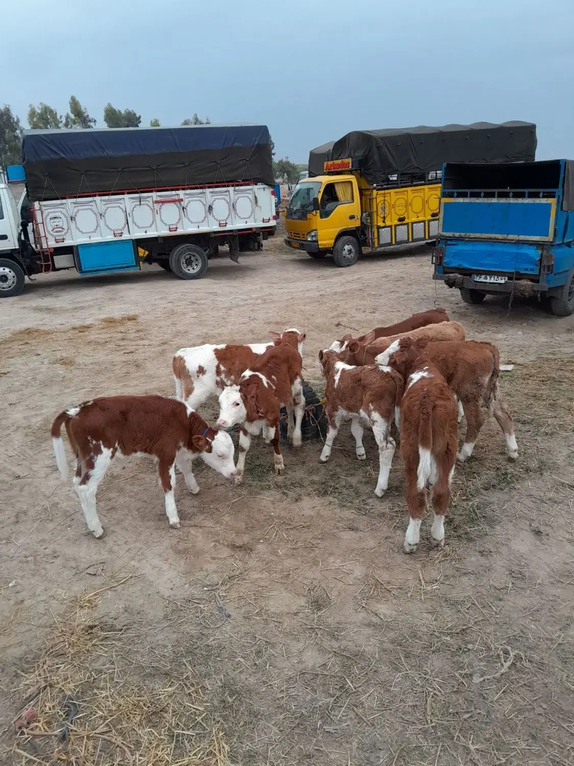 فروش گوساله|حیوانات مزرعه|قزوین, |دیوار