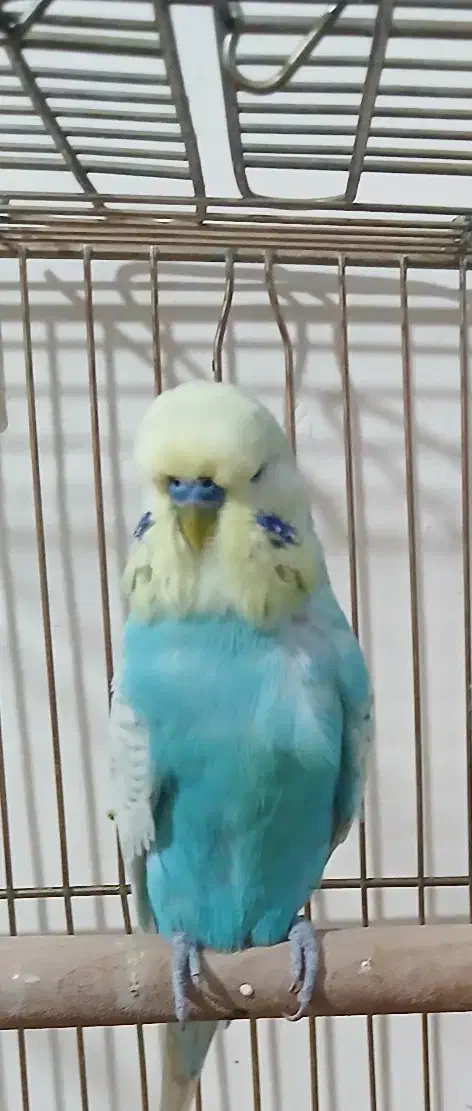 مرغ عشق انگلیسی|پرنده|ری, جوانمرد قصاب|دیوار