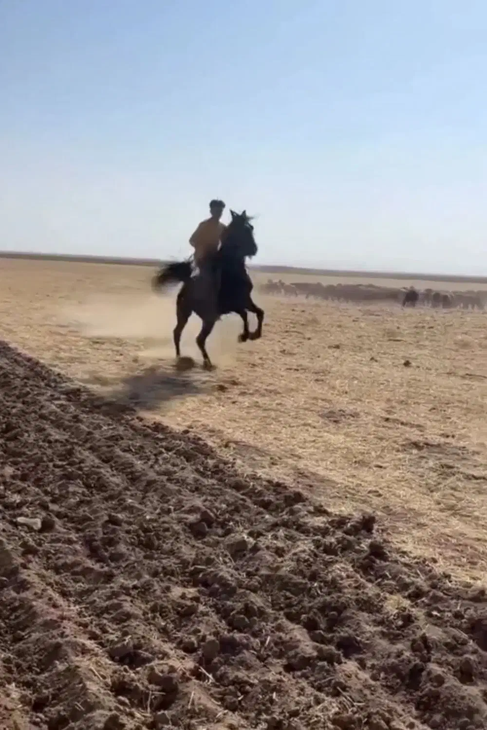 اسب|حیوانات مزرعه|میلاجرد, |دیوار