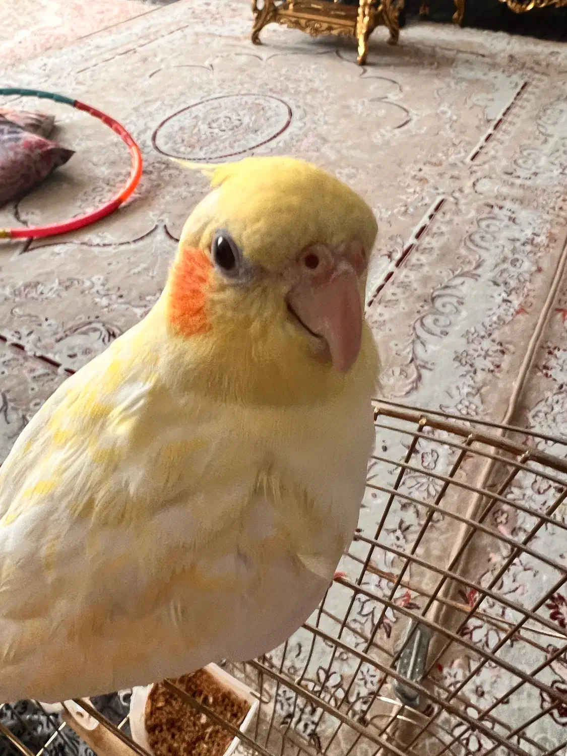 عروس هلندی گم شده|پرنده|زنجان, |دیوار