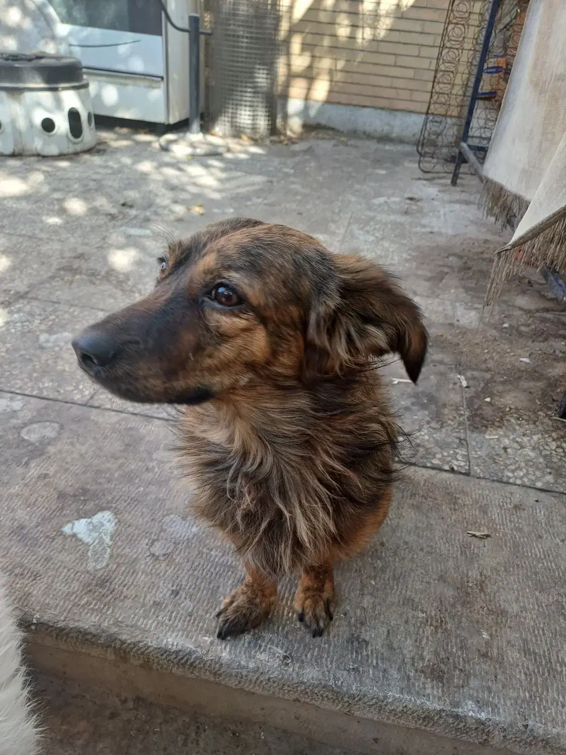 سگ کلاسیک|سگ|فولادشهر, مسکن مهر فولادشهر|دیوار