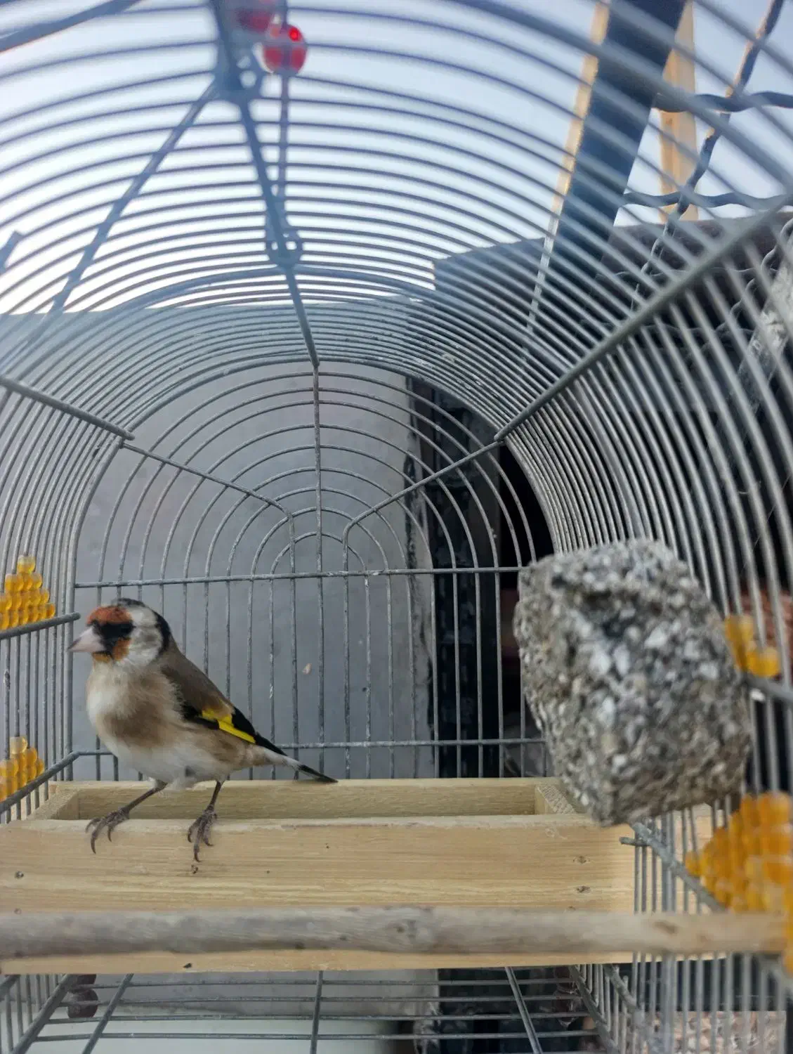 سهره دورگ سرسیاه|پرنده|فسا, |دیوار