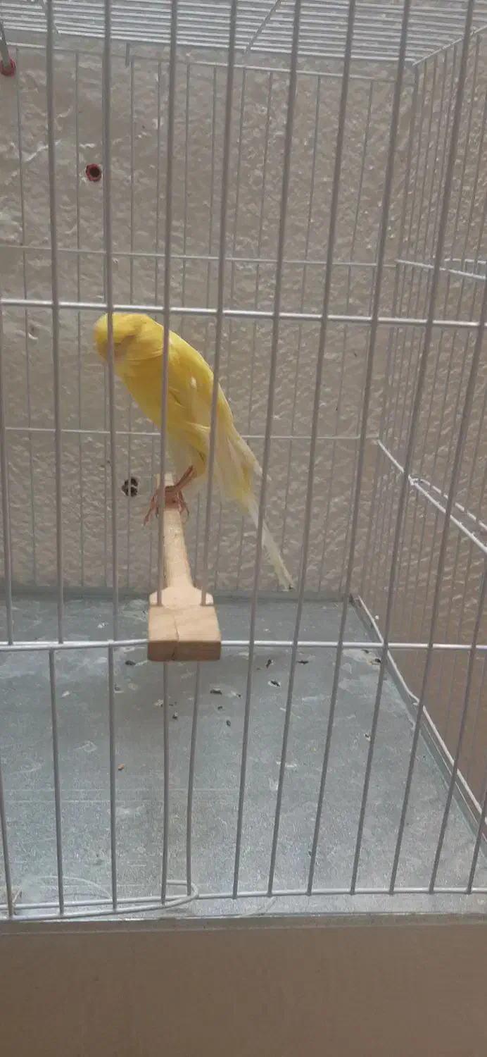 قناری کشیده بلند نروماده|پرنده|شاهینشهر, طالقانی|دیوار