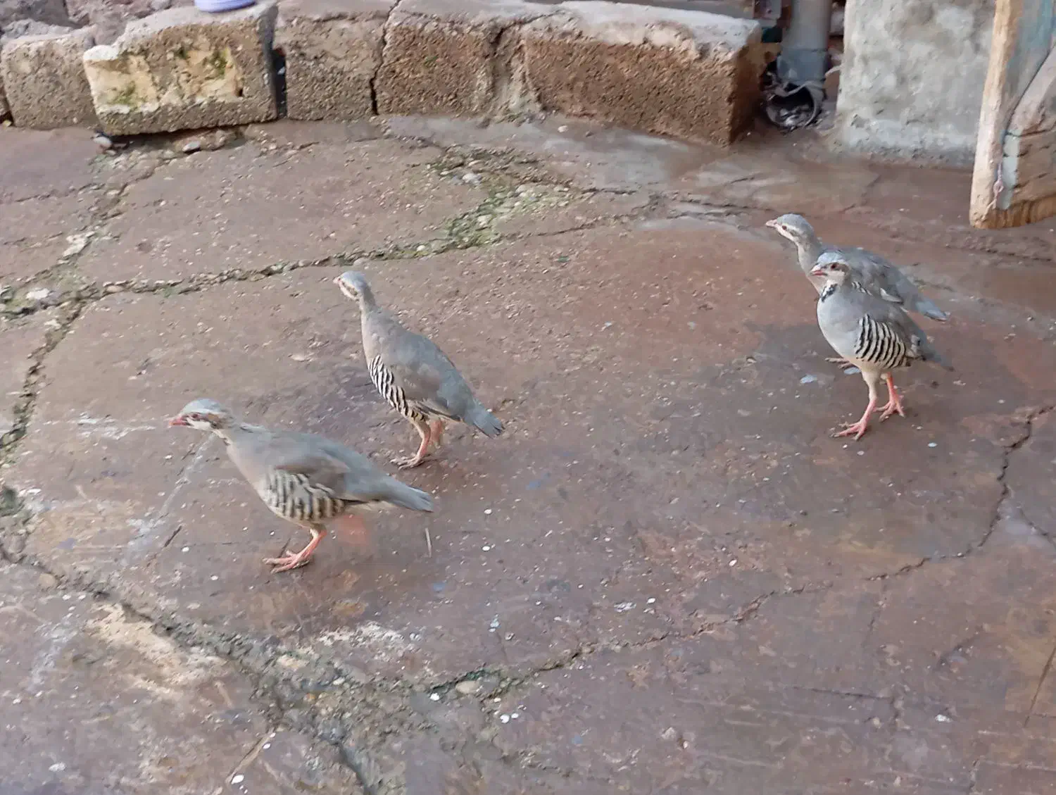 بلدرچین|پرنده|مسجد سلیمان, |دیوار