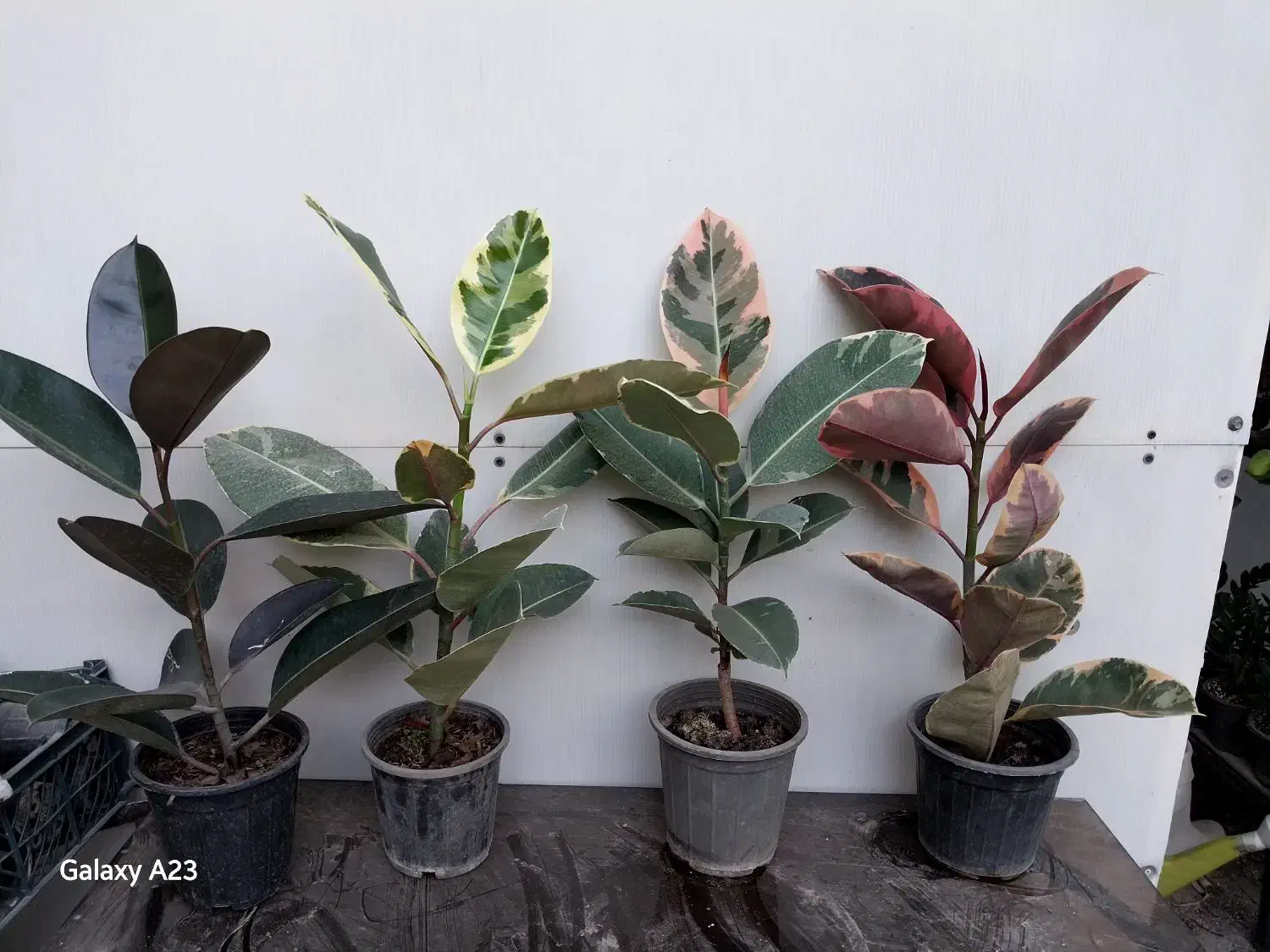 گیاهان آپارتمانی بعلت جا به جایی زاموفیلیا کامپکت|گل و گیاه طبیعی|مشهد, چهارچشمه|دیوار