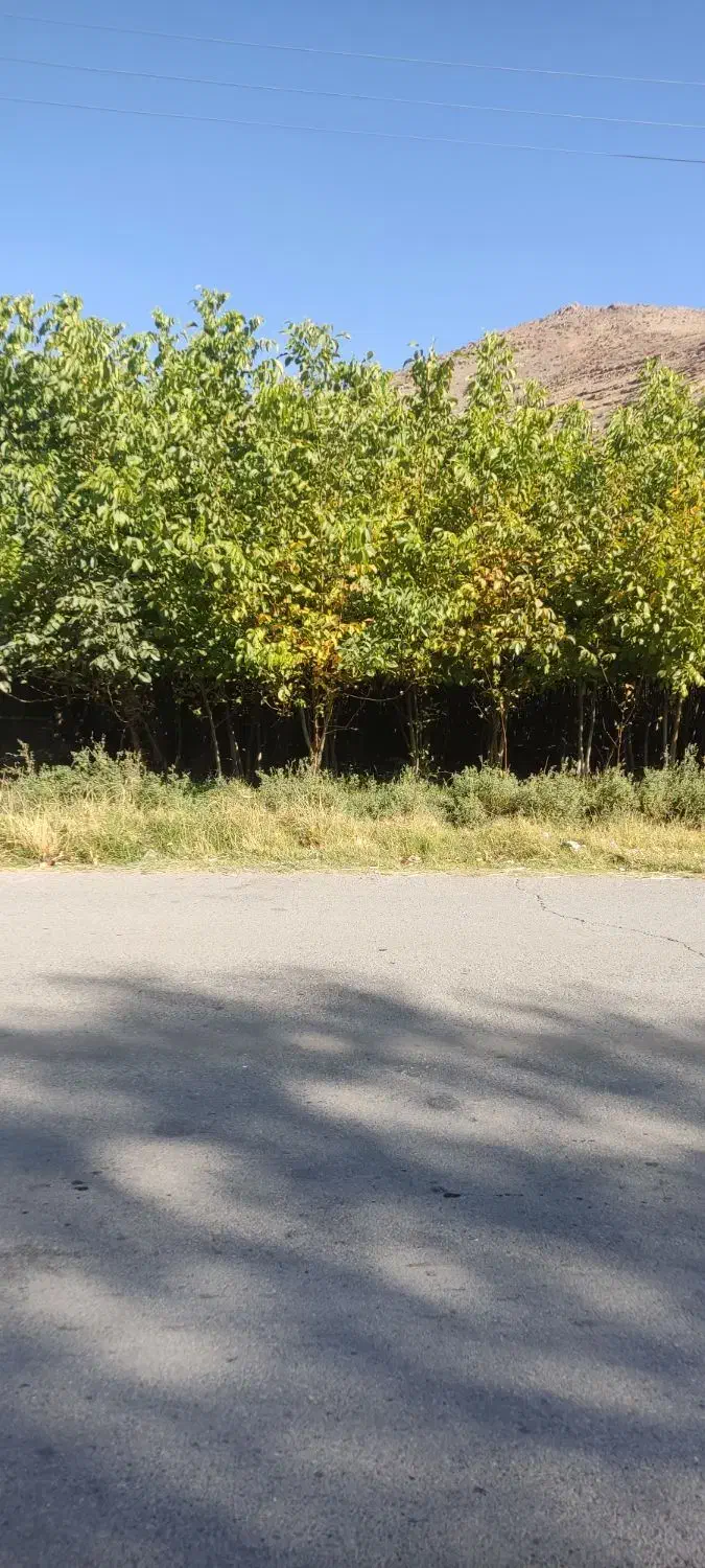 فروش نهال گردو|خدمات باغبانی و درختکاری|الشتر, |دیوار