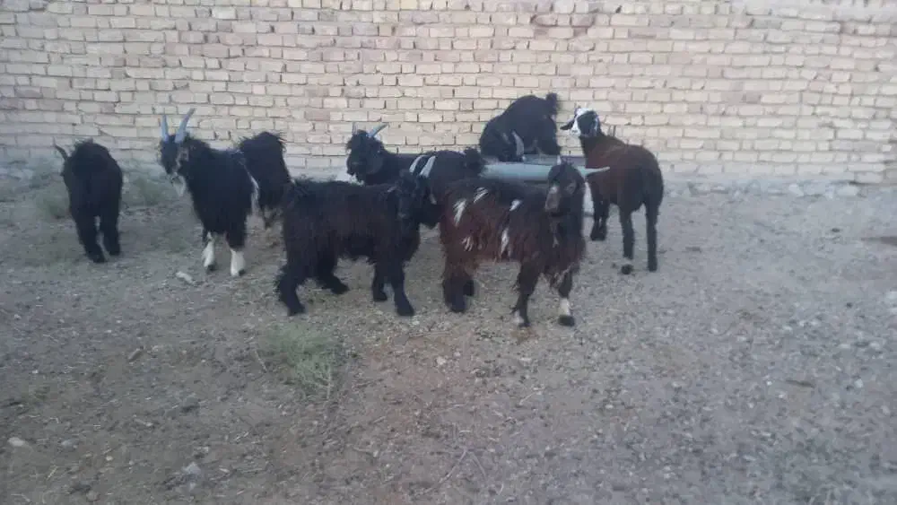 کهره نر چاق|حیوانات مزرعه|مرودشت, پشت سایپا|دیوار