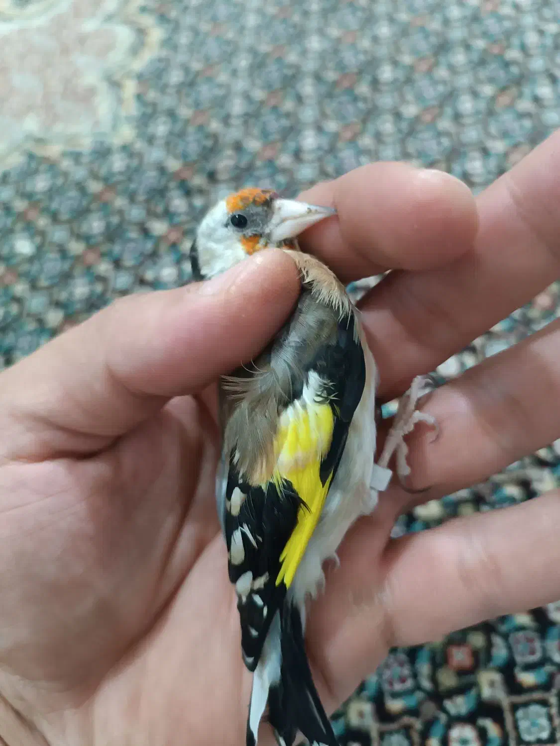 سهره دورگ پلاک پا.قناری.مرغ عشق.فنج|پرنده|شیراز, گل سرخ|دیوار